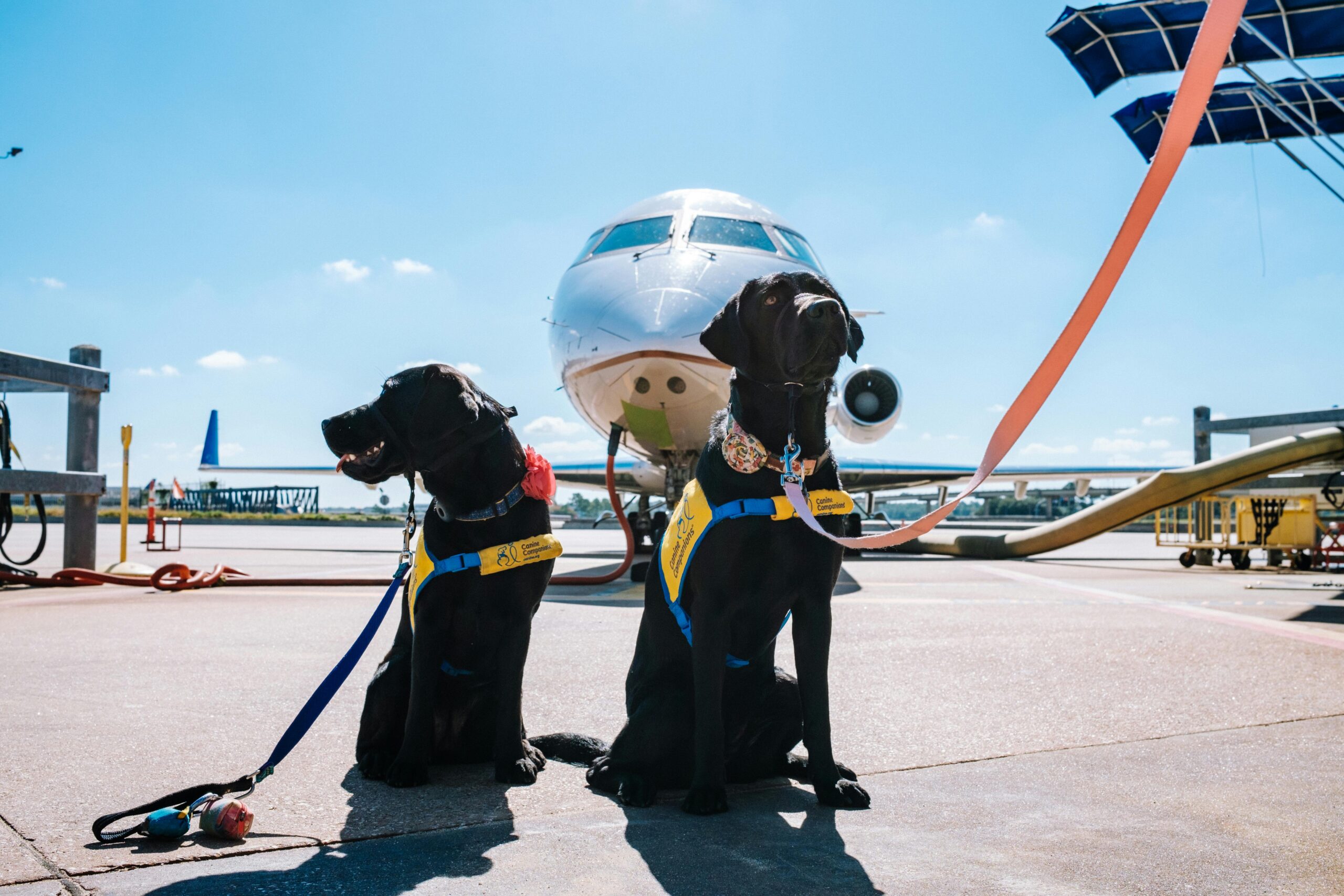 Read more about the article Traveling via Air with Pet in India (Akasa)