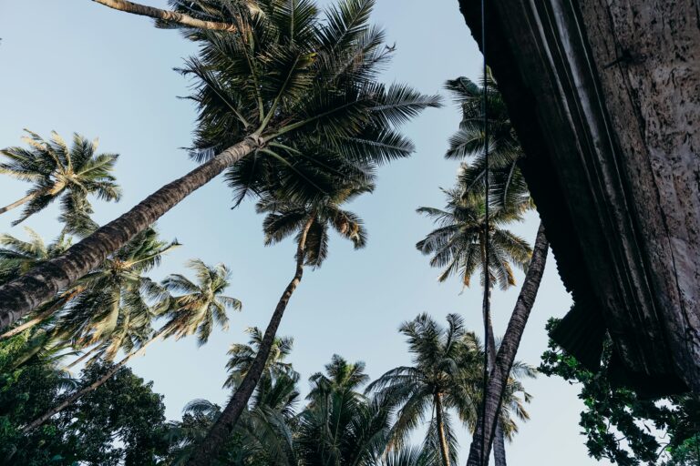 Scenic view of towering palm trees reaching into a clear blue sky on a sunny day.
